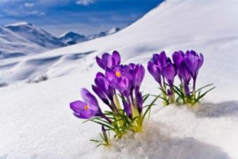 Crocus Flower Peeking Up Through The Snow. Spring. Southcentral Alaska.